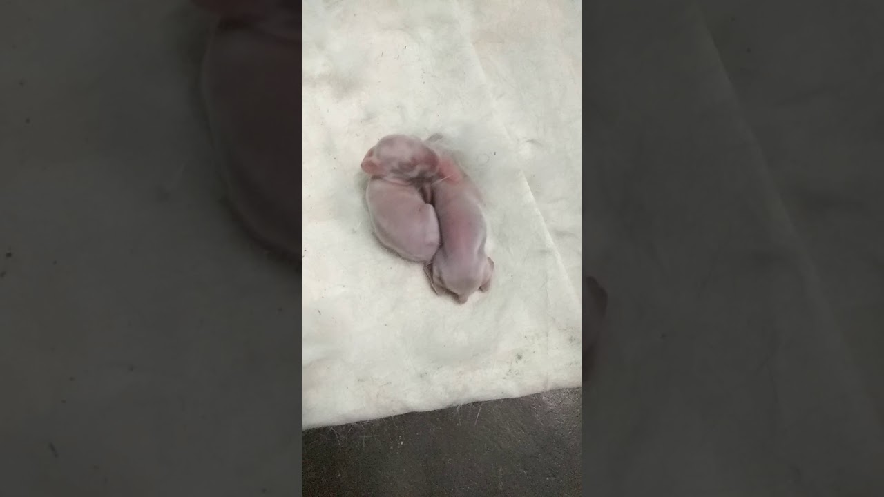 Rabbit babies video no 2