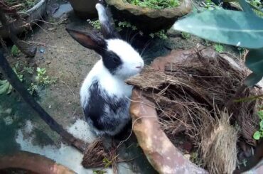 Hide and Seek with Cute Rabbit in Our Garden