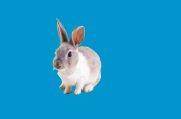 Cute Rabbit in green screen new 2020