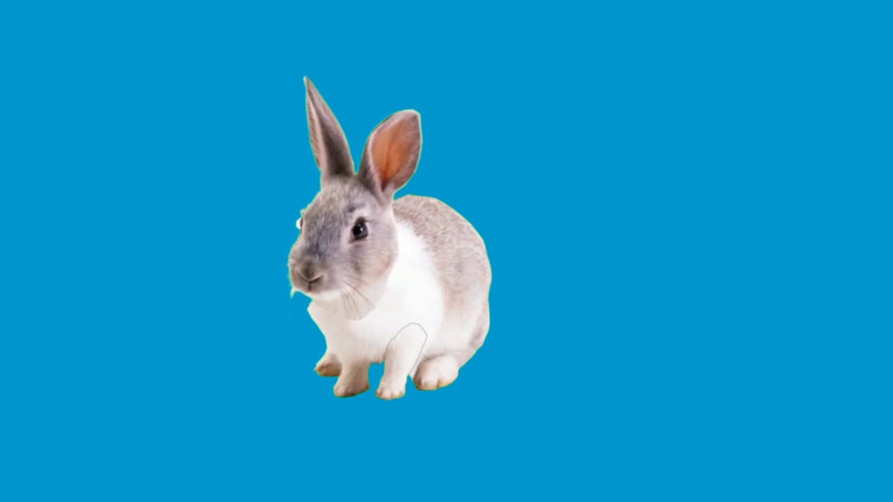 Cute Rabbit in green screen new 2020