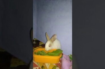 Cute Rabbits