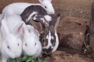 Cute bunny rabbits are enjoying a treat of some winter clover!