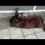 Cute Small Black Rabbit