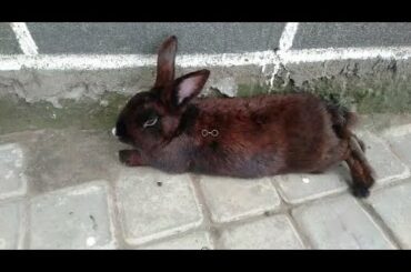 Cute Small Black Rabbit