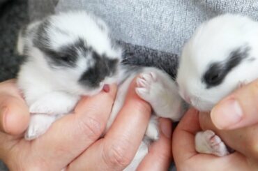 Baby Bunnies Love to be Clean!