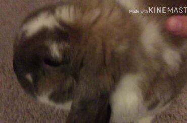 The cutest pet rabbit on earth
