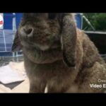 1&1 cute Rabbits | Animal
