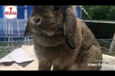 1&1 cute Rabbits | Animal