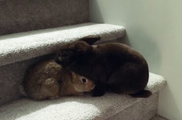 Cute Rabbits Grooming