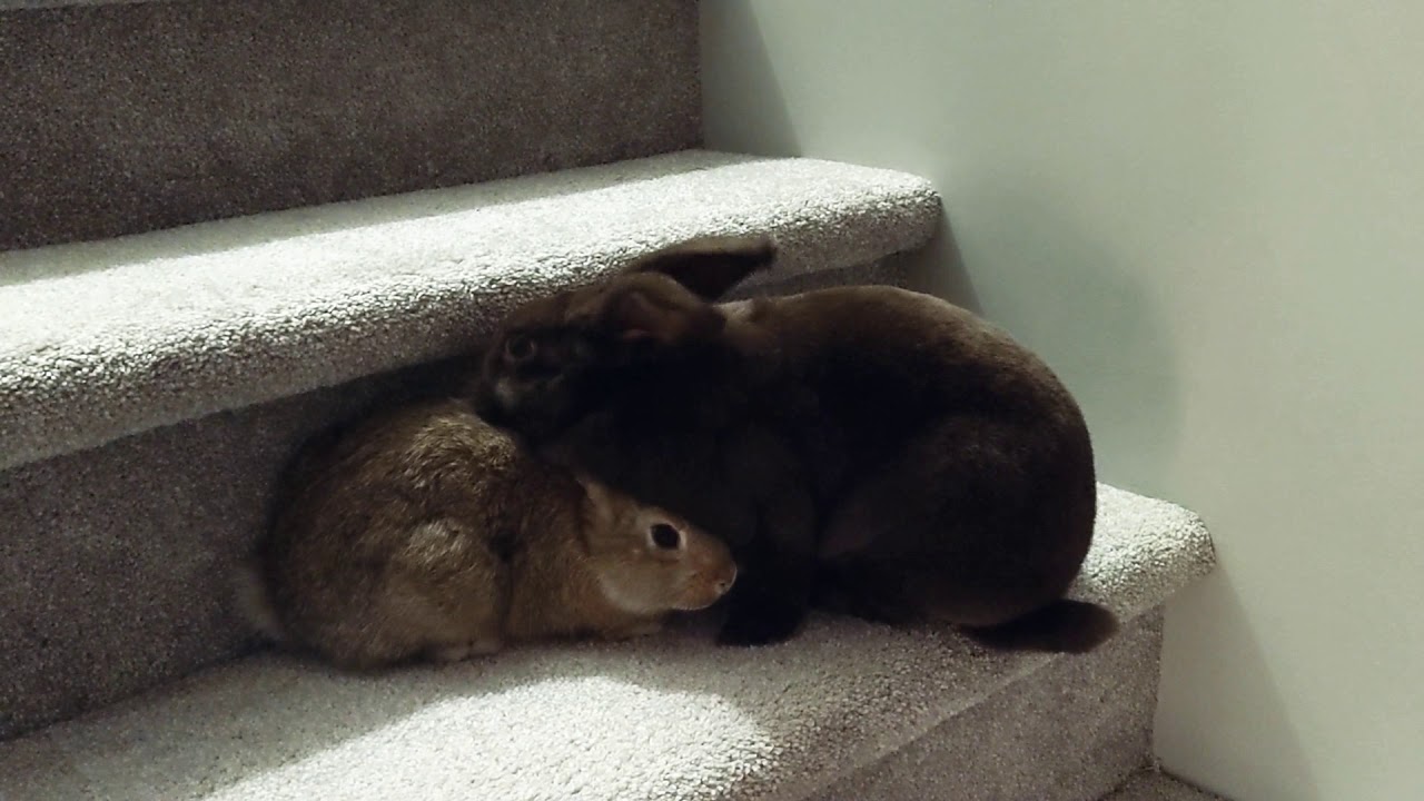 Cute Rabbits Grooming