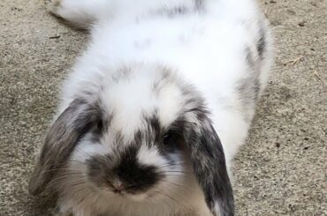 BUNNY ASMR, So CUTE *MUST WATCH*