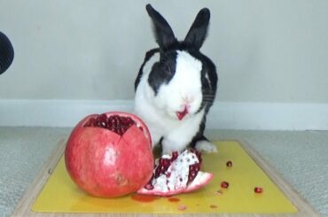 Rabbit Eating Pomegranate Like a Messy Beast ASMR