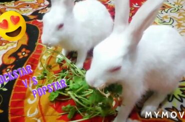 Can cute rabbit competete each other