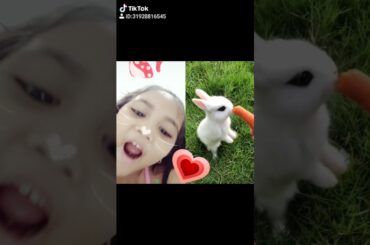Bunny kitty bunny