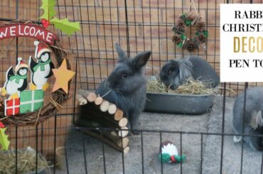 CUTE RABBITS AT CHRISTMAS PEN TOUR