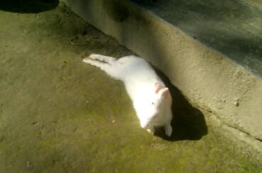 Soooo cute Rabbit 😍 is sleeping