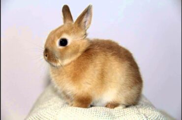 Cute Bunny Rabbit Photo Book Part 1.Netherland Dwarf