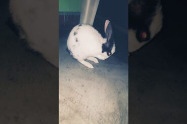 Cute rabbit video hd