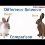 Difference Between Rabbit and Hare and Bunny
