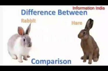 Difference Between Rabbit and Hare and Bunny