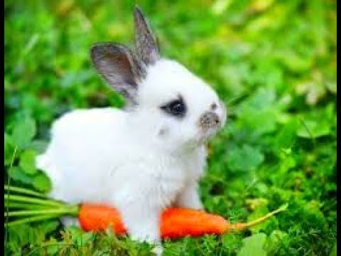 Funny Baby Bunny Rabbit Videos Compilation | Cute Rabbits Funny Videos