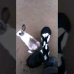 Rabbit and his baby beautiful  video