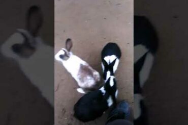 Rabbit and his baby beautiful  video