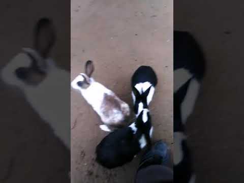 Rabbit and his baby beautiful  video