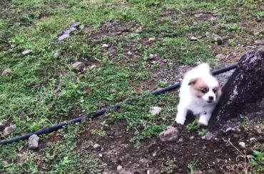 Shipom puppy and rabbit playing💕