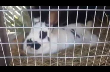 Baby bunnies growing day by day