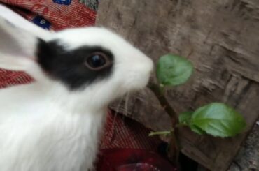 Baby bunny rabbits