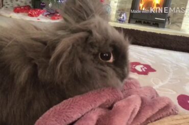 Naughty Star 🌟 - Cute bunny video -