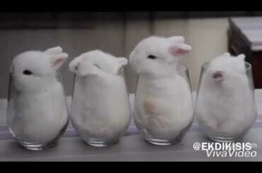 Cute rabbit in a glass like water