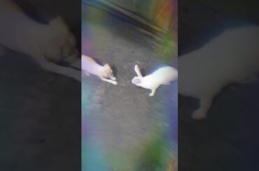 Gloomy and Galaxy's first meeting and their reaction 🐰🐶🤣 #puppy #bunny #puppylovers #bunnylovers