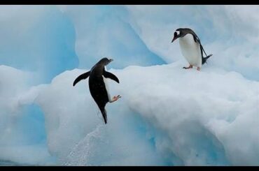Top 10 Most Funny Penguin Videos EVER