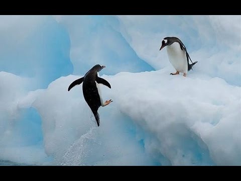 Top 10 Most Funny Penguin Videos EVER