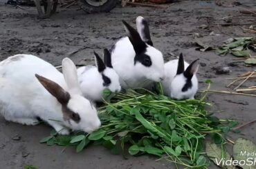Cute rabbits