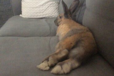 Cute Rabbit ❤️❤️