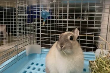 兔寶球球吃草ASMR（Cute Rabbit Grass ASMR）