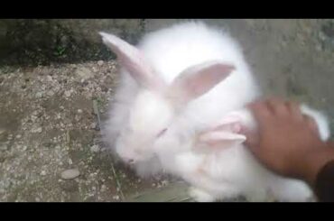 Lion head rabbit / giant angora rabbit