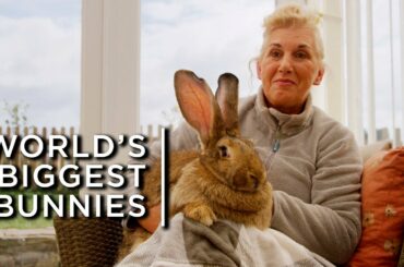 Meet the world's biggest bunnies