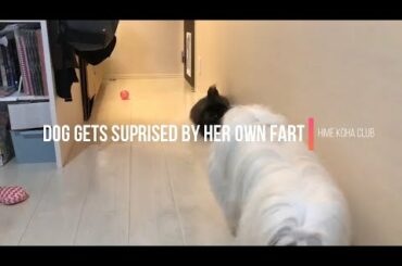 Dog gets suprised by her own fart