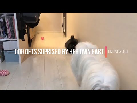 Dog gets suprised by her own fart