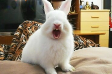 Mi Bebe conejito bostezando, Recopilación. My Baby Cute, funny Bunny.