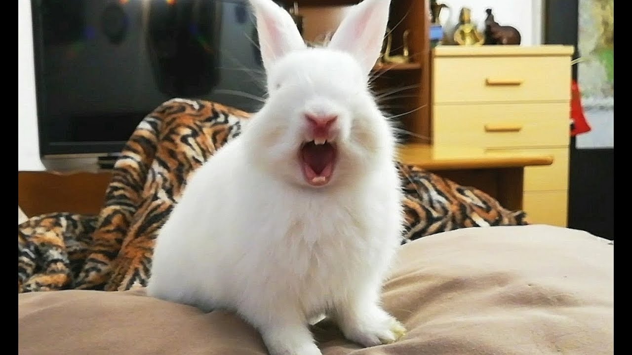 Mi Bebe conejito bostezando, Recopilación. My Baby Cute, funny Bunny.