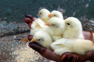 Newborn Baby Chickens