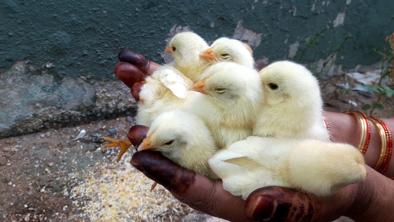 Newborn Baby Chickens