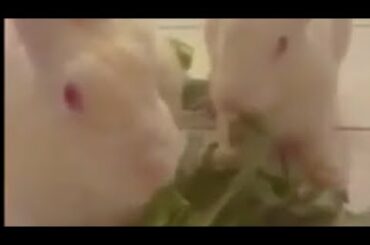 Cute bunnies