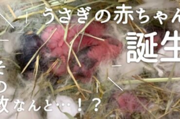 🐰うさぎの赤ちゃんが生まれました ホーランドロップ 子うさぎの出産報告！
