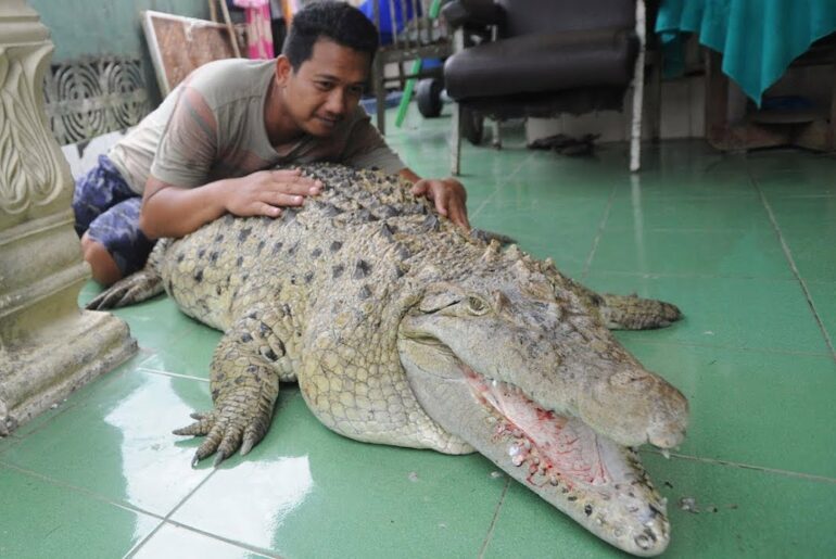 Our Family Pet Is A Six Foot Croc | BEAST BUDDIES